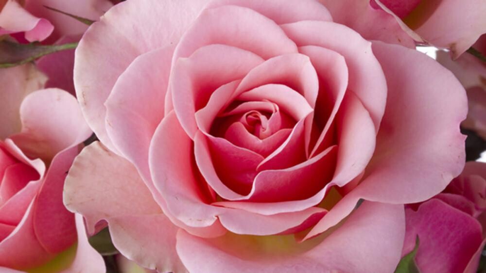 homenagem-ao-dia-internacional-da-mulher